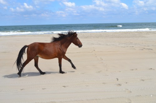 horse1 9-26-2013 1-12-22 PM