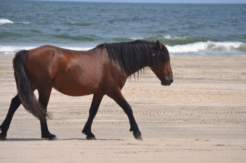 horse3 9-26-2013 1-17-29 PM