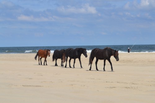 horses and fisherman 9-26-2013 1-13-38 PM