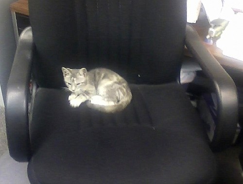 kitty keen in my chair 8-23-2013 9-38-02 AM