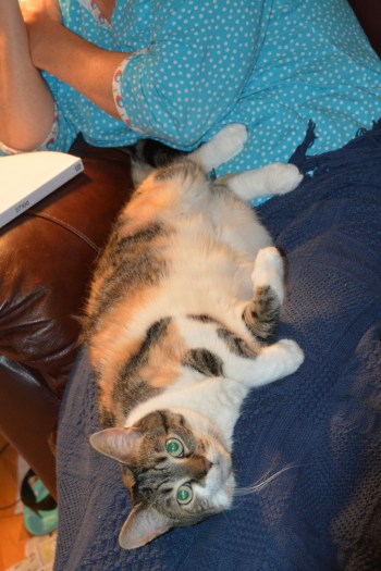 lap kitty 10-16-2013 10-02-39 AM