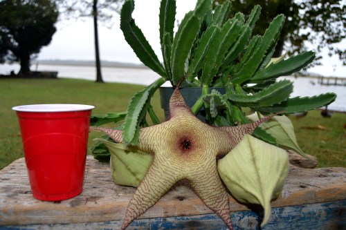 red solo cup 10-10-2013 2-20-17 PM