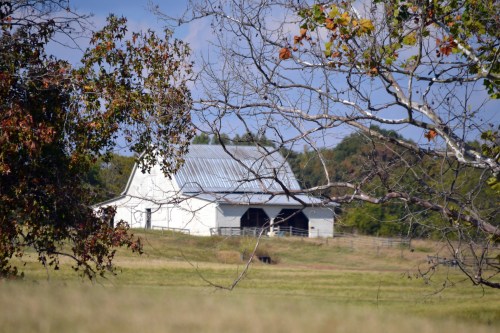 white barn2 10-5-2013 3-04-28 PM