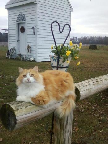 dreamsicle 11-20-2013 7-05-29 AM