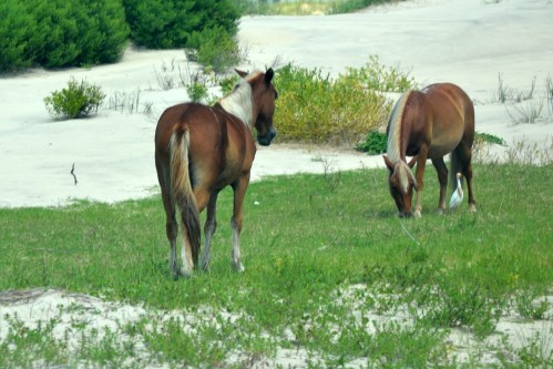 horses in grass 8-11-2013 12-01-56 PM