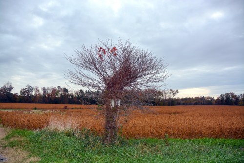 lone tree in field 11-4-2013 8-42-18 PM_Snapseed
