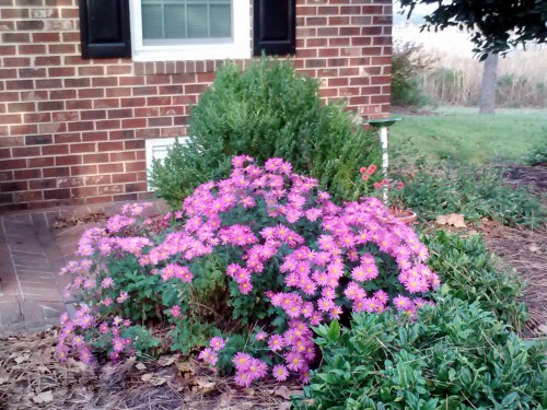 mum 2013 11-6-2013 4-07-06 PM