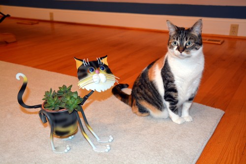 sundae and planter best 11-17-2013 5-24-40 AM