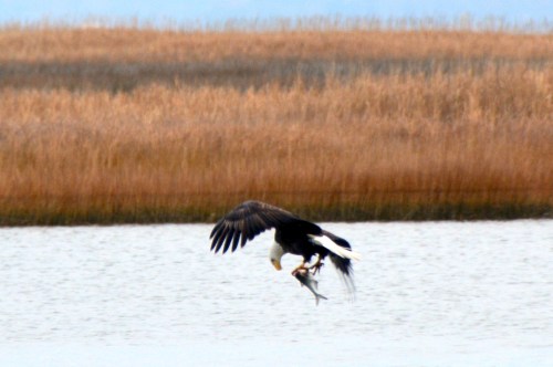 eagle with fish 12-16-2013 8-28-36 PM
