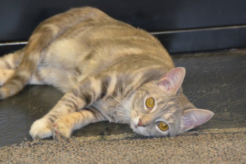 gyp 12-23-2013 9-53-22 PM