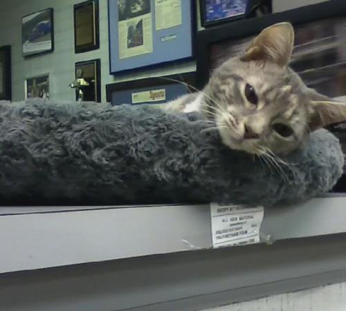 gypsy in bed 11-30-2013 4-34-52 PM