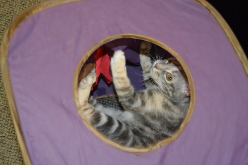 gypsy in cube 12-23-2013 9-45-32 PM