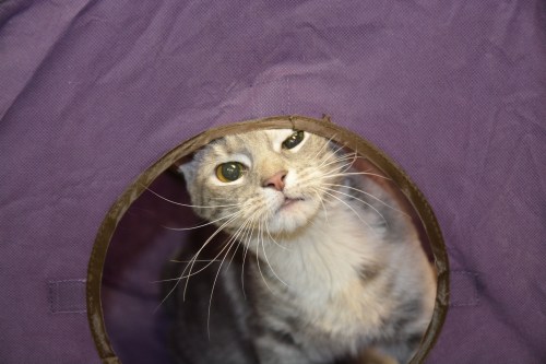 gypsy looking out of cube 12-23-2013 9-43-09 PM