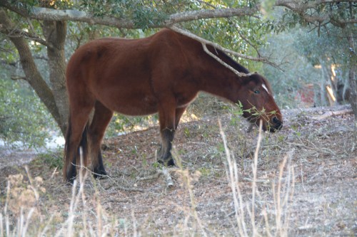 horse eating 12-26-2013 7-57-15 PM