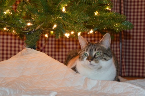 sundae tree2 12-1-2013 8-59-21 AM