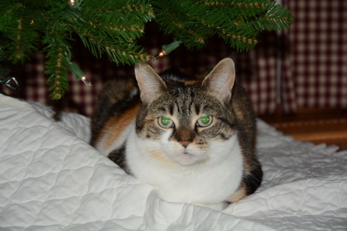 sundae tree3 12-1-2013 9-00-22 AM