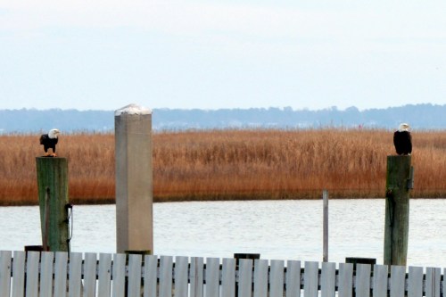 two eagles 12-16-2013 8-28-08 PM