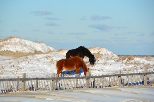 2 horses 1-22-2014 3-48-35 AM