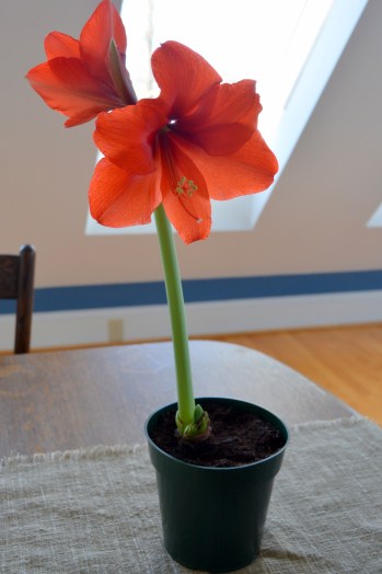 amaryllis 1-30-2014 2-32-43 PM