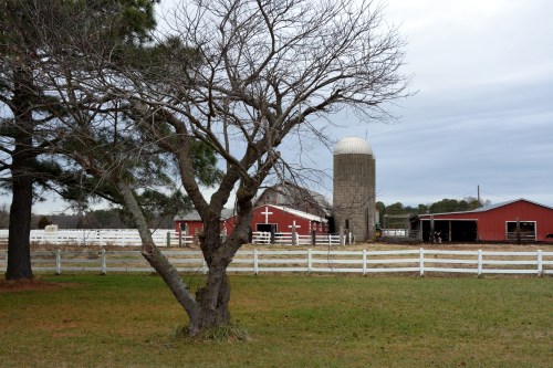 barns and trees 1-5-2014 2-22-13 AM