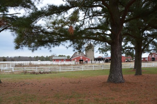 barns trees 1-5-2014 2-22-30 AM