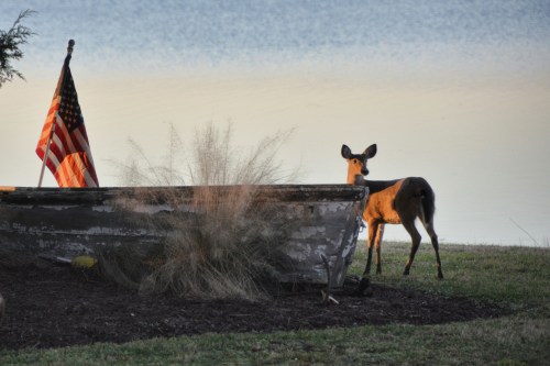 boat flag and deer 1-15-2014 4-58-006