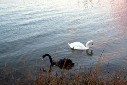 bride and groom 1-14-2014 5-12-34 AM