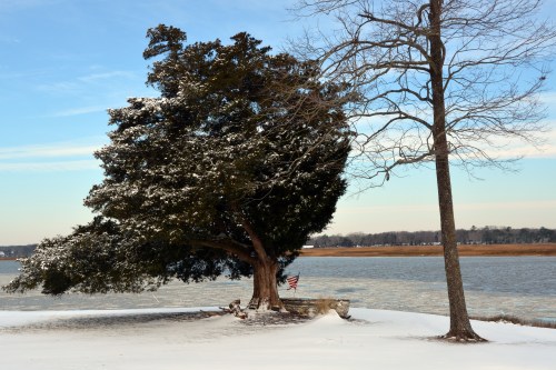 cedar tree 1-29-2014 9-43-56 AM