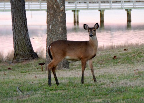deer  1-19-2014 5-18-35 AM