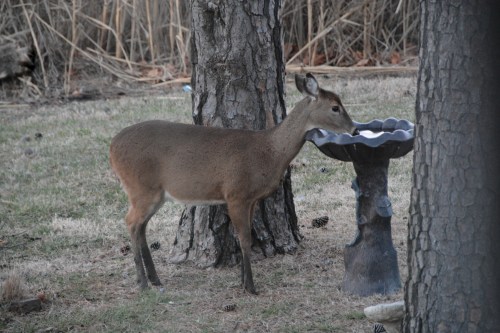 deer and birdbath 1-19-2014 5-22-12 AM