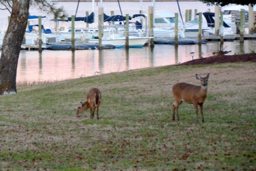 deer and marina 1-19-2014 5-17-50 AM