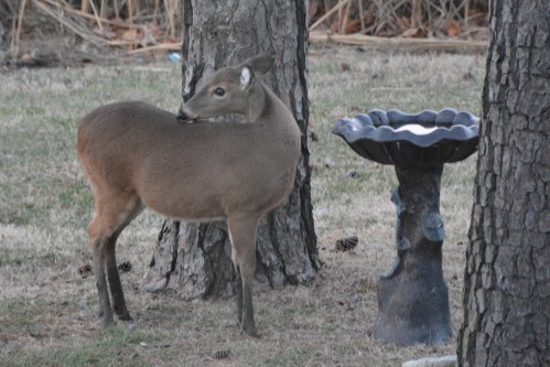 deer birdbath2 1-19-2014 5-22-19 AM