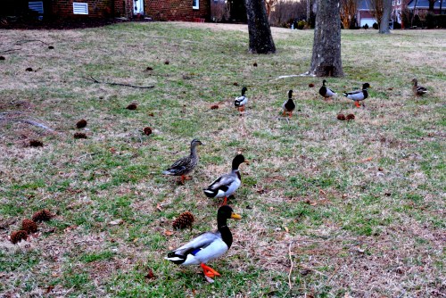 duckies 1-27-2014 4-55-33 PM