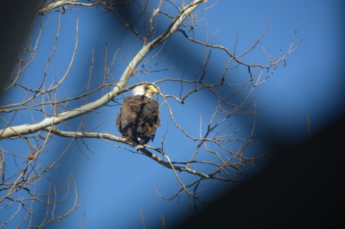 eagle 1-3-2014 10-49-19 PM