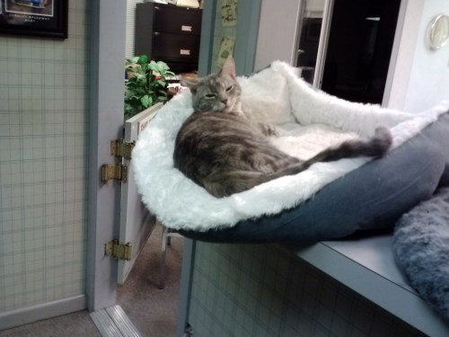 gyps hangover 1-21-2014 11-36-40 AM