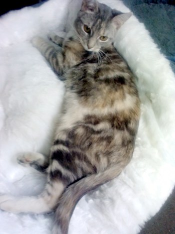 gypsy in new bed 1-14-2014 5-35-23 PM 1-14-2014 5-35-23 PM