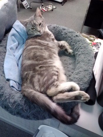 gypsy outgrew her bed 1-2-2014 3-13-18 PM