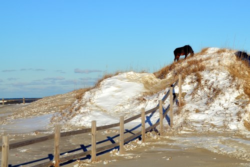 horse and fence 1-22-2014 4-04-35 AM