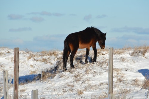 horse two colors 1-22-2014 3-49-27 AM