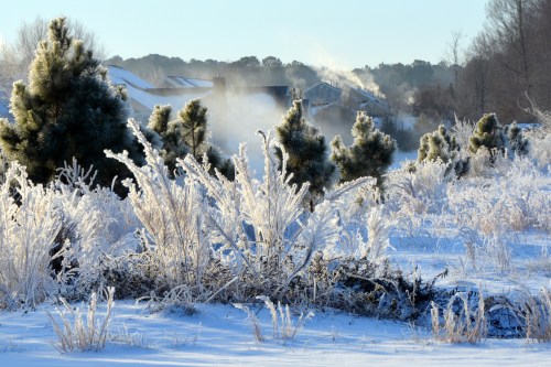 icy trees and shrubs 1-30-2014 8-04-09 AM