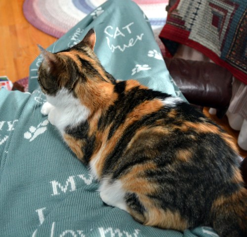 lap full of kitty 12-29-2013 12-50-41 AM