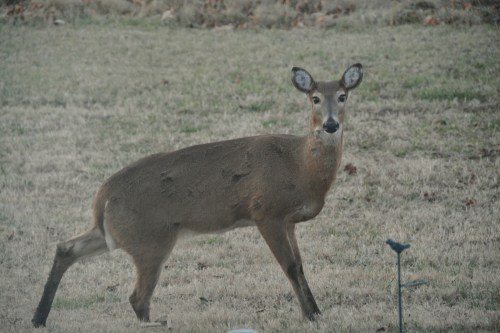 mama deer 1-19-2014 5-21-25 AM