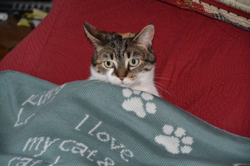 sundae in blanket2 12-27-2013 3-46-34 AM 12-27-2013 3-46-34 AM