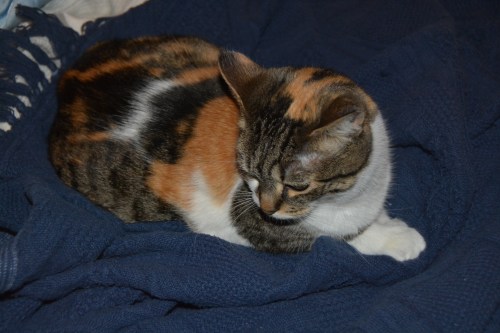 sundae on blankie 1-29-2014 5-43-11 PM