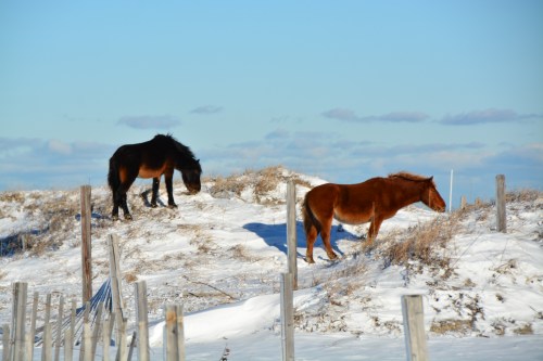 winter coats 1-22-2014 3-49-37 AM