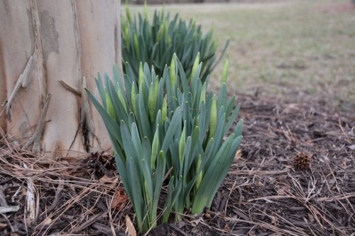 buds 2-25-2014 9-25-21 AM