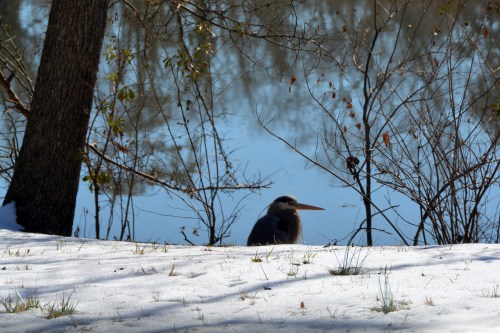 egret 2-1-2014 10-15-53 AM 2-1-2014 10-15-53 AM