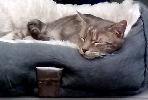 gypsy napping 2-4-2014 1-50-07 PM