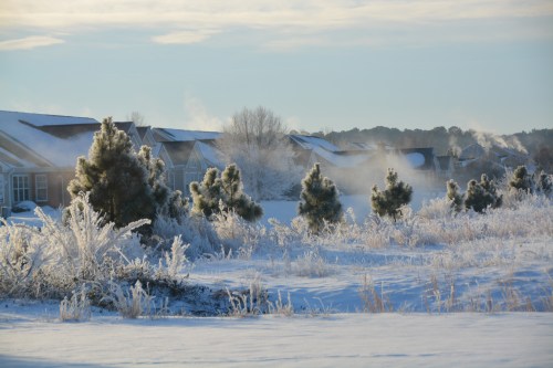 icy trees 1-30-2014 8-04-05 AM