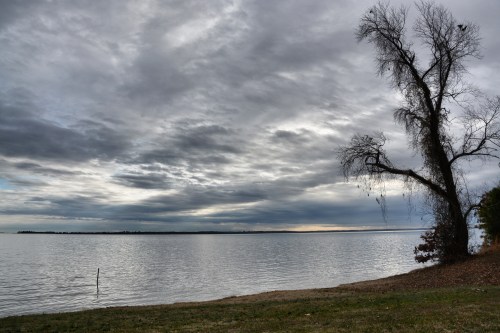 tree on james1 1-5-2014 2-14-006